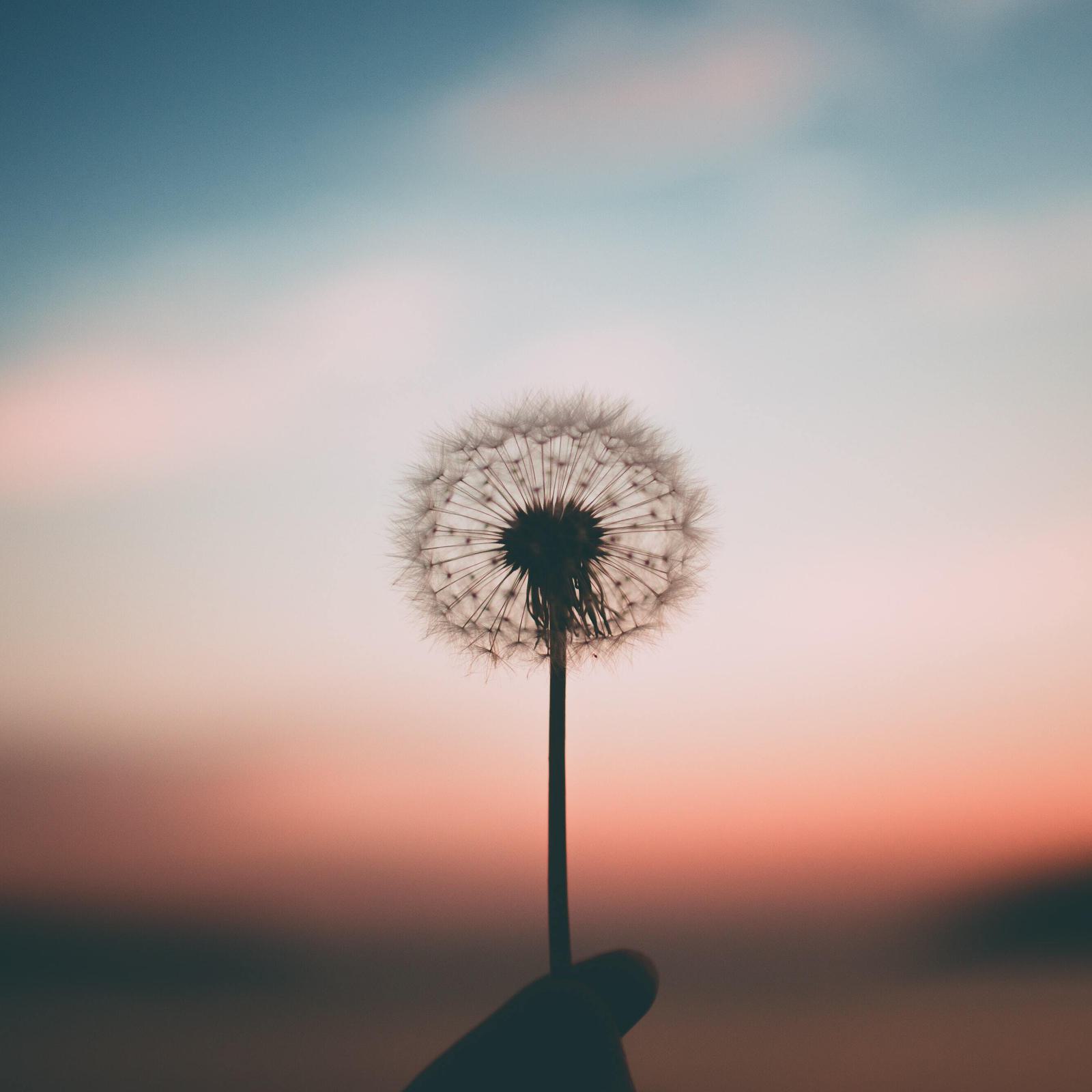 dandelion-sky-overwhelm