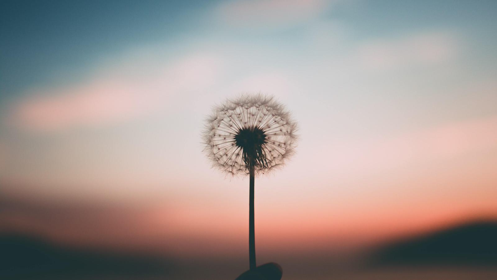 dandelion-sky-overwhelm