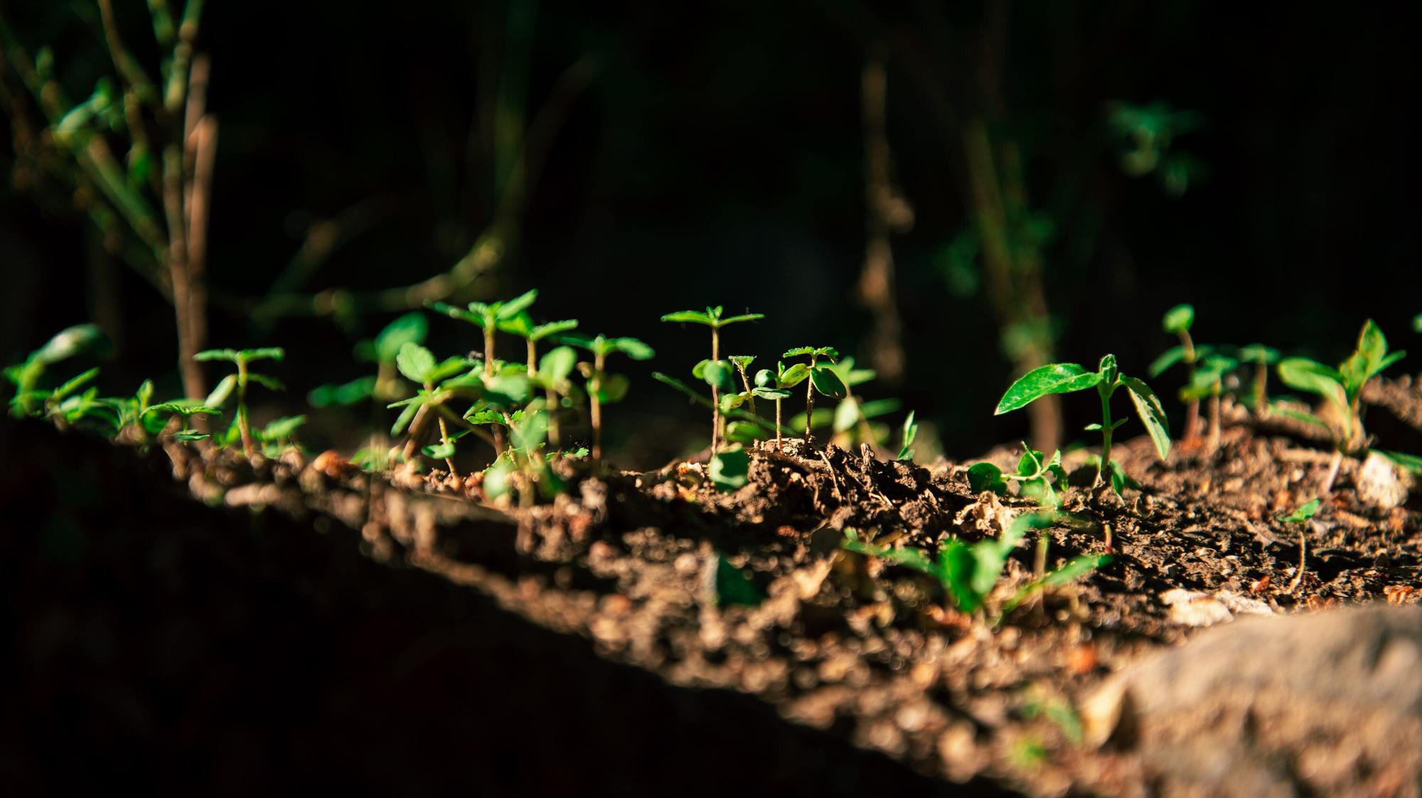 baby-plants-earth