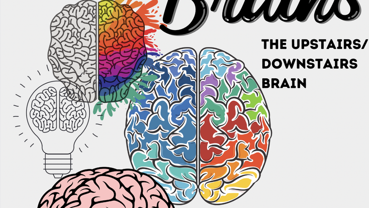 Brains are AMAZING- The upstairs/downstairs brain