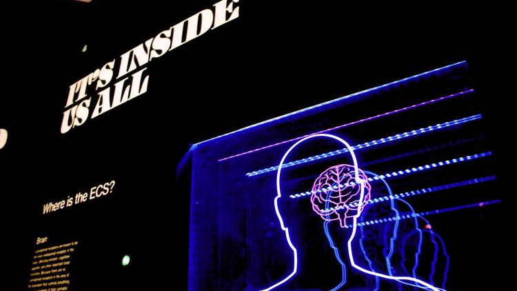 What’s going ON with my BRAIN?
