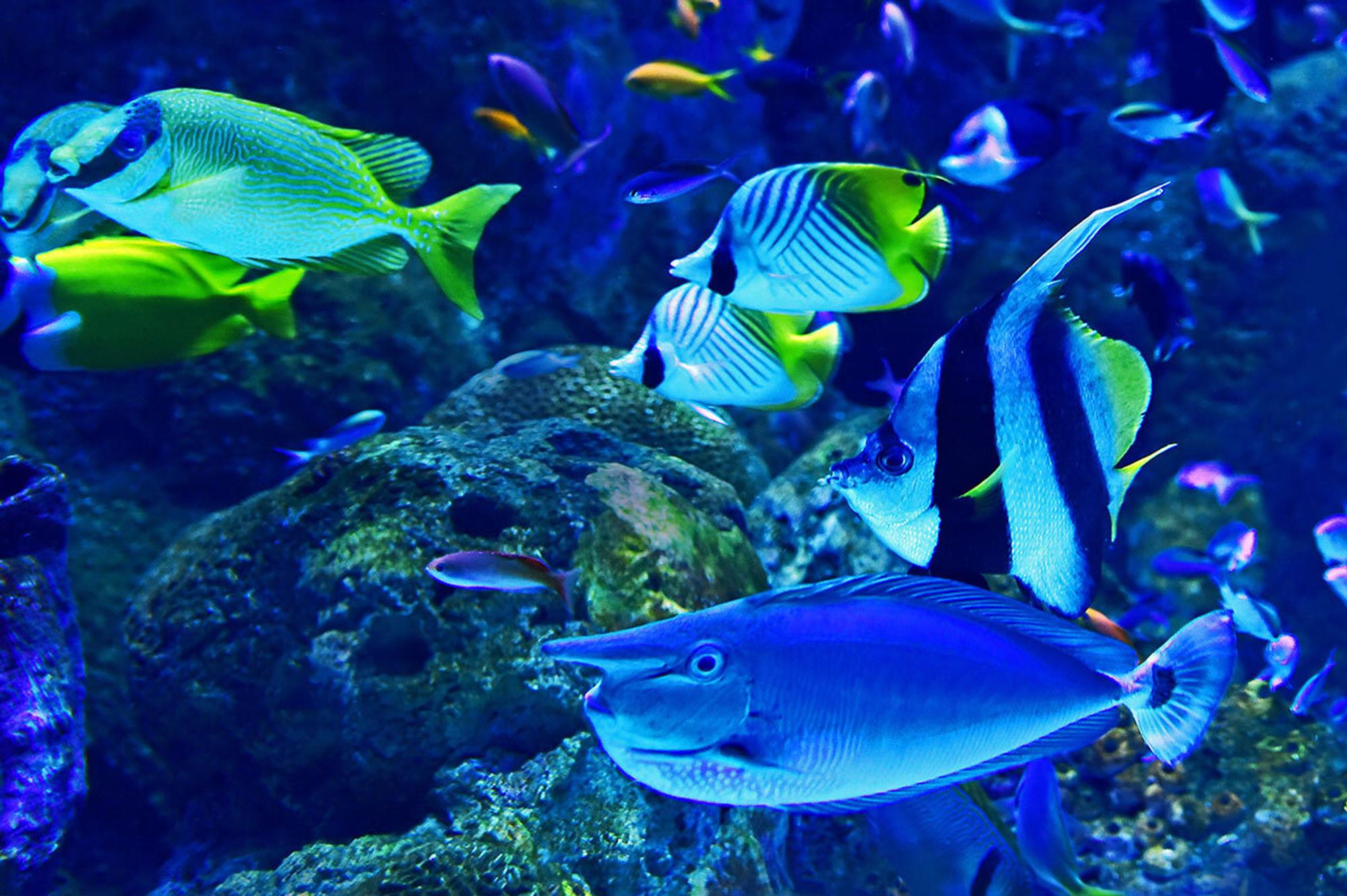 Liveblog aquarium